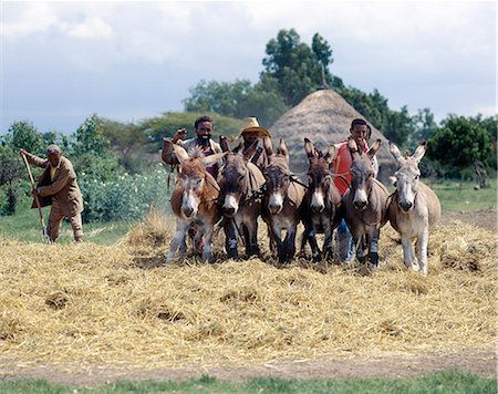 Ânes foulent aux pieds de maïs pour enlever les grains dans un cadre rural typique entre Ziway et SSD de Butajira. Selon la disponibilité des animaux, un agriculteur peut utiliser des poneys, des ânes ou des bœufs à cet effet. Photographie de stock - Rights-Managed, Code: 862-03353984