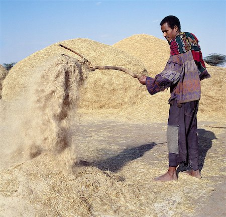 A man winnows Teff,a small-grained cereal,with a wooden hayfork.Teff is grown extensively in Ethiopia and is used to make injera,a fermented,bread-type pancake,which is the country's national dish. Teff stands as an example of Ethiopia's early success as a centre for plant domestication. Foto de stock - Con derechos protegidos, Código: 862-03353981