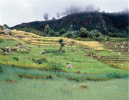 simsearch:841-02918765,k - Terrasses agricoles sur l'escarpement occidental de grande vallée du Rift Afrique, à l'ouest du lac Abaya. La culture cultivée est le Teff, une céréale à petits grains, qui est abondamment cultivée en Ethiopie. Il est utilisé pour faire le plat national du pays, injera, fermenté, crêpes de type de pain. Photographie de stock - Rights-Managed, Code: 862-03353995