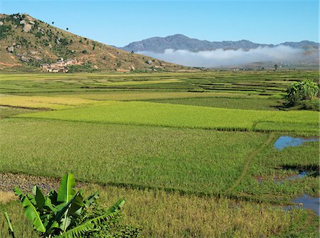 rice paddies in madagascar - Rice paddies and a highland village south of Antsirabe,Madagascar. Stock Photo - Rights-Managed, Code: 862-03364004