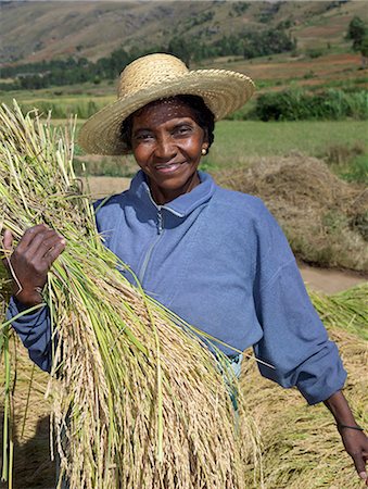 A Malagasy woman gathering rice from paddies near Ambalavao,Madagascar Foto de stock - Con derechos protegidos, Código: 862-03364037