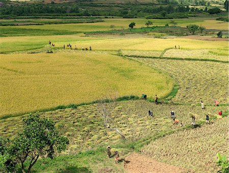 rice paddies in madagascar - Gathering in the rice harvest near Ambalavao. Men cut the rice while women and children bundle and carry it for stacking. Stock Photo - Rights-Managed, Code: 862-03364031