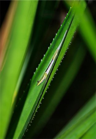 reptiles madagascar - A lizard on a Pandanus palm is well camouflaged to its surroundings,Andasibe National Park,Madagascar Stock Photo - Rights-Managed, Code: 862-03364056