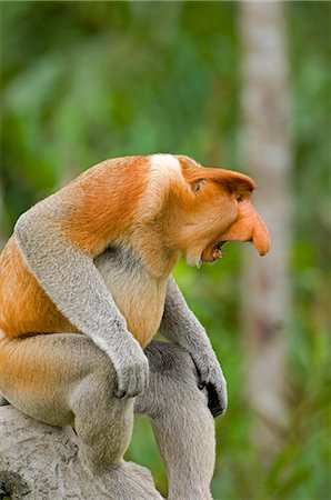 Alpha nasique mâle en position territoriale, Sabah, Borneo Photographie de stock - Rights-Managed, Code: 862-03364322