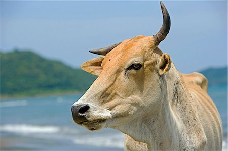 simsearch:862-03364338,k - Sur la côte de Sabah zébu bétail broute sur la plage de la mer de Chine méridionale Photographie de stock - Rights-Managed, Code: 862-03364337