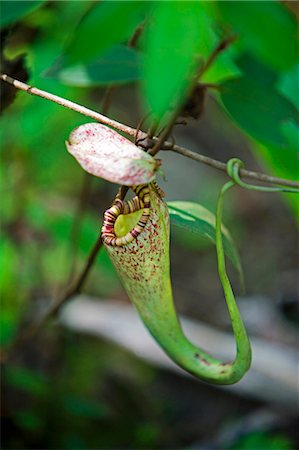 Sarracénie pourpre dans la forêt tropicale de Crocker Range au Sabah, Borneo Photographie de stock - Rights-Managed, Code: 862-03364338