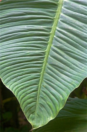 sabah borneo - Plants and vegetation of the Crocker Range rainforest in Sabah,Borneo Stock Photo - Rights-Managed, Code: 862-03364339