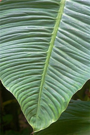 Plants and vegetation of the Crocker Range rainforest in Sabah,Borneo Foto de stock - Con derechos protegidos, Código: 862-03364339