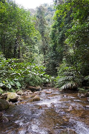 Trekking et randonnée dans les forêts tropicales de Bornéo, une rivière traverse dans la gamme de Crocker, Sabah Photographie de stock - Rights-Managed, Code: 862-03364348