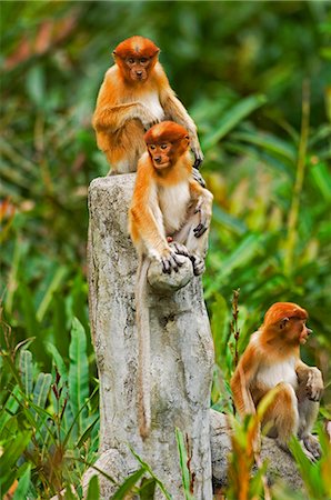 simsearch:862-03364363,k - Proboscus singe affichage de jeunes éléments caractéristiques, Sabah, Borneo Photographie de stock - Rights-Managed, Code: 862-03364343