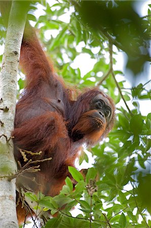 simsearch:862-07909949,k - Orangs-outans sauvages dans des contextes arborescentes dans la forêt tropicale près de Sepilok, Bornéo Photographie de stock - Rights-Managed, Code: 862-03364355