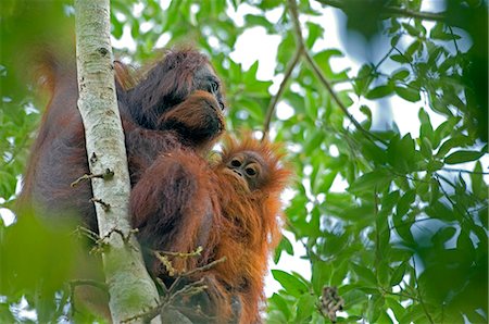 Wild orangutans in arboral settings in rainforest near Sepilok,Borneo Stock Photo - Rights-Managed, Code: 862-03364356