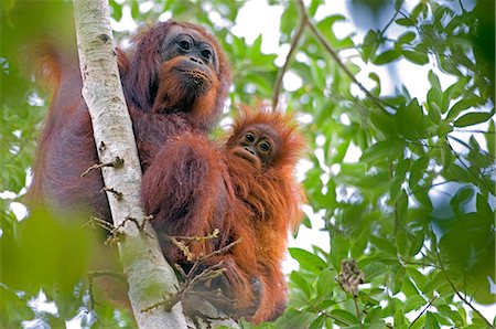 Wild orangutans in arboral settings in rainforest near Sepilok,Borneo Foto de stock - Con derechos protegidos, Código: 862-03364357