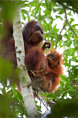 Wild orangutans in arboral settings in rainforest near Sepilok,Borneo Foto de stock - Con derechos protegidos, Código: 862-03364352