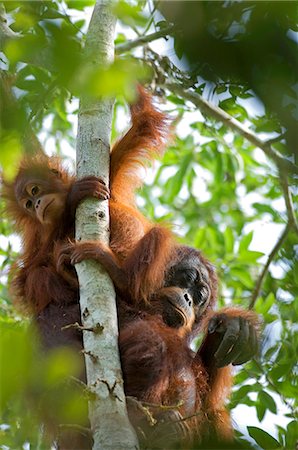 singe (primate) - Orangs-outans sauvages dans des contextes arborescentes dans la forêt tropicale près de Sepilok, Bornéo Photographie de stock - Rights-Managed, Code: 862-03364353