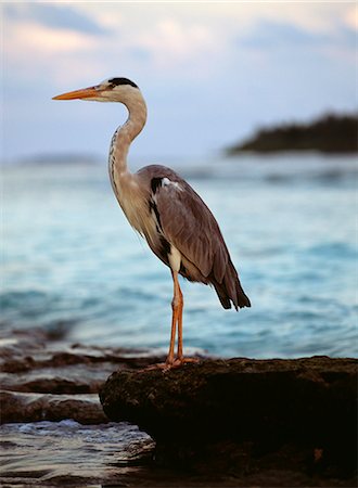 perché - Grey Heron au coucher du soleil, les îles Maldives. Océan Indien Photographie de stock - Rights-Managed, Code: 862-03364473