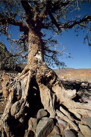 A gnarled tree in Jebel Sahro. Most of the vegetation in the Jebel Sahro region is restricted to the wadi beds,where there is sufficient underground water. Stock Photo - Rights-Managed, Code: 862-03364590