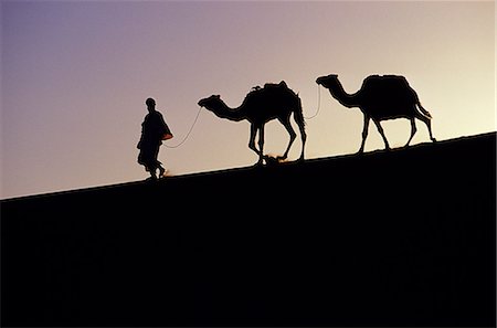 A Berber tribesman is silhouetted as he leads his two camels along the top of sand dune in the Erg Chegaga,in the Sahara region of Morocco. Fotografie stock - Rights-Managed, Codice: 862-03364592