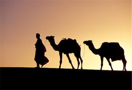 Un membre de la tribu berbère se détache comme il dirige ses deux chameaux le long du haut des dunes de l'Erg Chegaga, dans la région du Sahara du Maroc. Photographie de stock - Rights-Managed, Code: 862-03364593