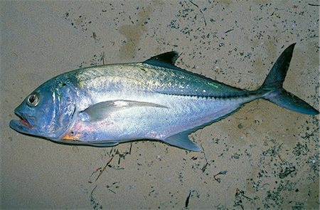 A bonito caught whilst fly-fishing Foto de stock - Con derechos protegidos, Código: 862-03364888