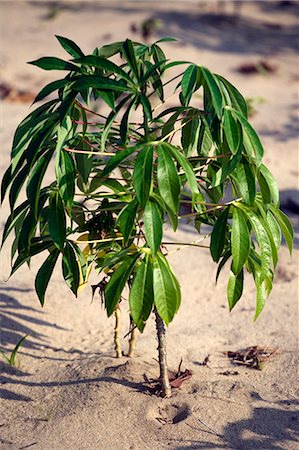 Mozambique,Inhaca Island. A young mandioca plant on the Island of Inhaca. Inhaca Island is the largest island in the Gulf of Maputo,and lies 24km from the mainland. Stock Photo - Rights-Managed, Code: 862-03365004