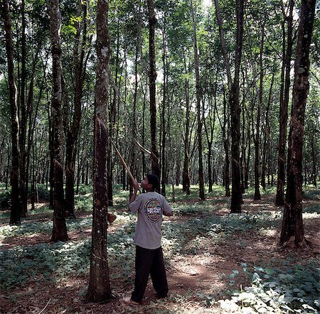 ficus - Rubber tapping at the Mandala Rubber Estates,near Nkhata Bay on the shores of Lake Malawi. . Foto de stock - Con derechos protegidos, Código: 862-03365054