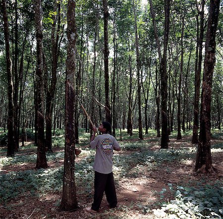 Rubber tapping at the Mandala Rubber Estates,near Nkhata Bay on the shores of Lake Malawi. . Stock Photo - Rights-Managed, Code: 862-03365054