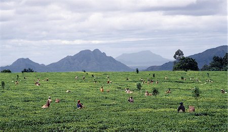 Un domaine de thé magnifiquement situé dans les hautes terres du comté, au sud de Blantyre. Après le tabac, le thé est l'un des plus importants soutiens d'exportation du Malawi. . Photographie de stock - Rights-Managed, Code: 862-03365060