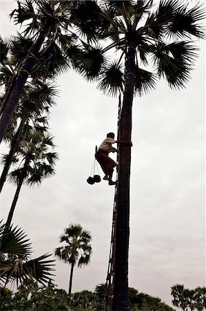 simsearch:862-03365100,k - Myanmar. Burma. Bagan. In the early morning a man climbs a palm tree to tap the juice for fermenting into toddy. Fotografie stock - Rights-Managed, Codice: 862-03365117