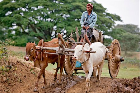 pagan travel photography - Myanmar. Burma. Bagan. A Burmese man drives his ox cart to a dam to collect water in a locally made wooden barrel. Foto de stock - Con derechos protegidos, Código: 862-03365119