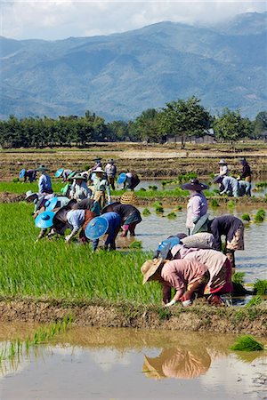 Myanmar,Burma,Kengtung. Women planting rice in paddies. Stock Photo - Rights-Managed, Code: 862-03365210