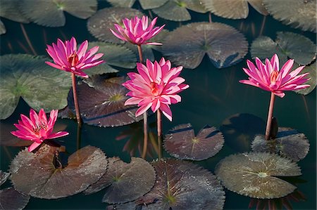 Myanmar,Burma,Sittwe. Beautiful lotus flowers bloom in a rainwater pond on the outskirts of Sittwe. Stock Photo - Rights-Managed, Code: 862-03365279