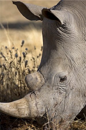 simsearch:862-03731563,k - La Namibie, du Damaraland. Le rhinocéros blanc ou rhinocéros-photgraphies (Ceratotherium simum) est l'un des quelques autres espèces mégafaune. Photographie de stock - Rights-Managed, Code: 862-03365358