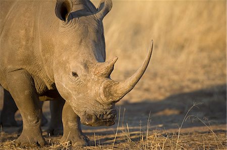 simsearch:862-03731563,k - La Namibie, du Damaraland. Le rhinocéros blanc ou rhinocéros-photgraphies (Ceratotherium simum) est l'un des quelques autres espèces mégafaune. Photographie de stock - Rights-Managed, Code: 862-03365364