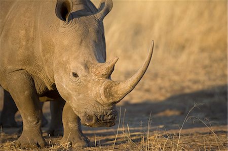 simsearch:862-03807822,k - La Namibie, du Damaraland. Le rhinocéros blanc ou rhinocéros-photgraphies (Ceratotherium simum) est l'un des quelques autres espèces mégafaune. Photographie de stock - Rights-Managed, Code: 862-03365364