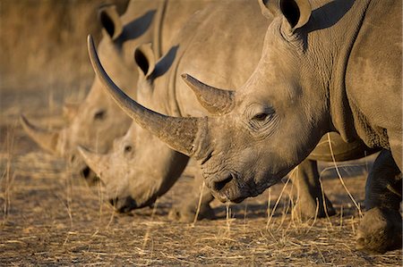 rhinocéros blanc - La Namibie, du Damaraland. Le rhinocéros blanc ou rhinocéros-photgraphies (Ceratotherium simum) est l'un des quelques autres espèces mégafaune. Photographie de stock - Rights-Managed, Code: 862-03365365