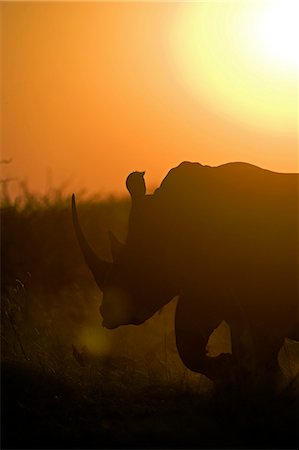 simsearch:862-03731563,k - La Namibie, du Damaraland. Le rhinocéros blanc ou rhinocéros-photgraphies (Ceratotherium simum) est l'un des quelques autres espèces mégafaune. Photographie de stock - Rights-Managed, Code: 862-03365366