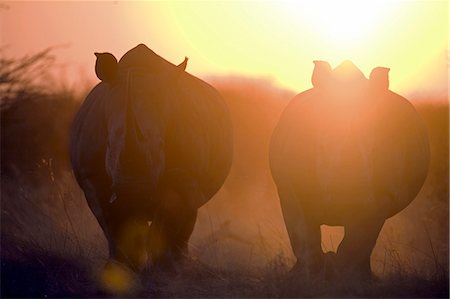 sunset safari - Namibia,Damaraland. The White Rhinoceros or Square-lipped rhinoceros (Ceratotherium simum) is one of the few remaining megafauna species. Stock Photo - Rights-Managed, Code: 862-03365367