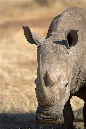 rinoceronte blanco - Namibia,Damaraland. The White Rhinoceros or Square-lipped rhinoceros (Ceratotherium simum) is one of the few remaining megafauna species. Foto de stock - Con derechos protegidos, Código: 862-03365360