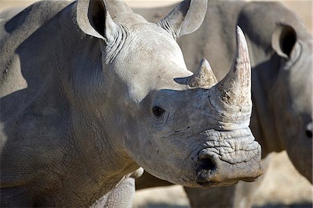 Namibia,Damaraland. The White Rhinoceros or Square-lipped rhinoceros (Ceratotherium simum) is one of the few remaining megafauna species. Stock Photo - Rights-Managed, Code: 862-03365361