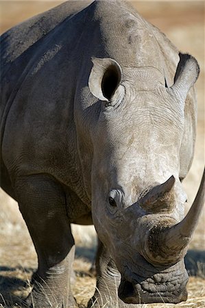 simsearch:862-03888726,k - Namibia,Damaraland. The White Rhinoceros or Square-lipped rhinoceros (Ceratotherium simum) is one of the few remaining megafauna species. Foto de stock - Con derechos protegidos, Código: 862-03365362