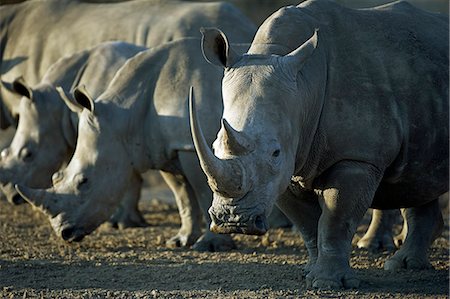 rinoceronte blanco - Namibia,Damaraland. The White Rhinoceros or Square-lipped rhinoceros (Ceratotherium simum) is one of the few remaining megafauna species. Foto de stock - Con derechos protegidos, Código: 862-03365363