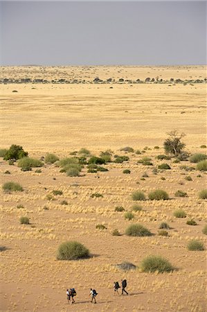 desert environmental concerns - Namibia,Damaraland,Brandberg. A group of trekkers carrying heavy backpacks cross the wide open plains passing isolated bushes and trees that surround Brandberg Mountain. Stock Photo - Rights-Managed, Code: 862-03365386