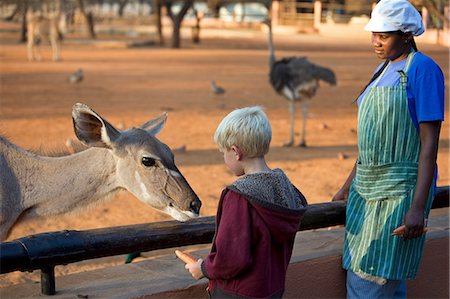 Namibie, région de Erongo, Omaruru. Tête et des épaules de femelle antilope koudou vus dans la lumière du soir dans le parc de jeu Omaruru nourris des carottes de jeune garçon Photographie de stock - Rights-Managed, Code: 862-03365397