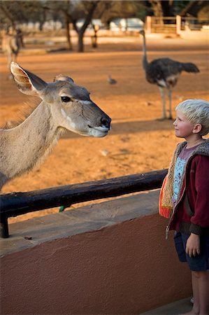 simsearch:862-03437281,k - Namibie, région de Erongo, Omaruru. Tête et des épaules de femelle antilope koudou considérée à la lumière du soir dans le parc de jeu Omaruru de jeune garçon Photographie de stock - Rights-Managed, Code: 862-03365399