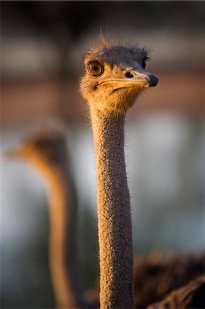 Namibia,Erongo Region,Omaruru. Head and shoulders of Ostrich (Struthio camelus) Foto de stock - Con derechos protegidos, Código: 862-03365411