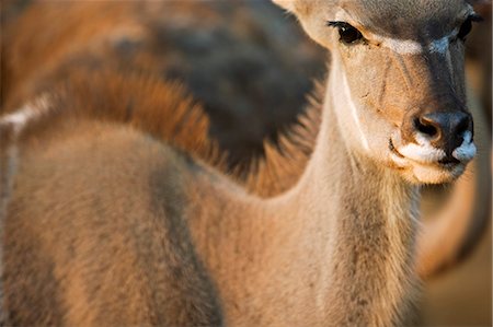 Namibia,Erongo Region,Omaruru. Head and shoulders of female Kudu antelope (Tragelaphus strepsiceros) viewed in evening light Foto de stock - Con derechos protegidos, Código: 862-03365413