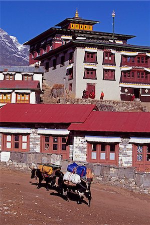 exploradora - Yaks carry loads of mountaineers' equipment along the Everest Base Camp Trail in front of Tengboche Monastery Foto de stock - Con derechos protegidos, Código: 862-03365463