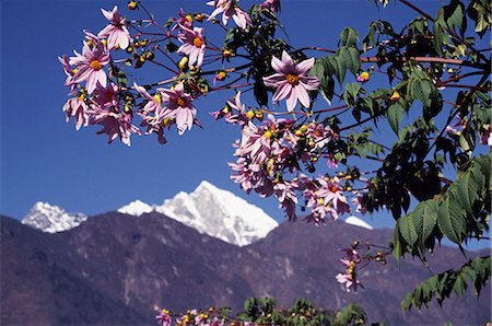 Blumen in Lukla. Lukla (2476m) ist der Ausgangspunkt für Wanderungen und Expeditionen zum Everest und viele andere Berge in der Umgebung. Es hat eine Landebahn und eine Reihe von Teehäusern. Stockbilder - Lizenzpflichtiges, Bildnummer: 862-03365474