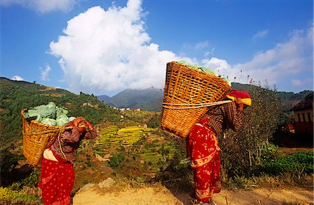 Népal, Katmandou, vallée de Markhu. Famille d'agriculteurs récolte des choux. Photographie de stock - Rights-Managed, Code: 862-03365484